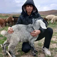 تابلو امیر غلی