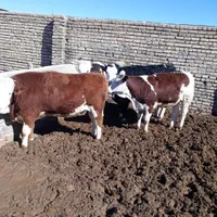 خریدوفروش دام سبک و سنگین ب بالاترین قیمت|حیوانات مزرعه|خمین, |دیوار