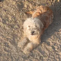 سگ پاپی|سگ|نجفآباد, قلعه سفید|دیوار