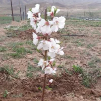 باغ فنس کشی شده|فروش دفتر صنعتی، کشاورزی، تجاری|لاران, |دیوار