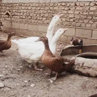 اردک ۲کیلو به بالا غاز ۴ کیلو به بالا|حیوانات مزرعه|گنبد کاووس, |دیوار