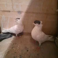 کبوتر نر و ماده کتبسر|پرنده|خرمآباد, |دیوار