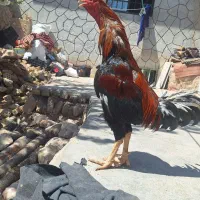 خروس لاری  ۳ونیم دانگ  اماده برکت