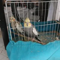 عروس هلندی نر و ماده