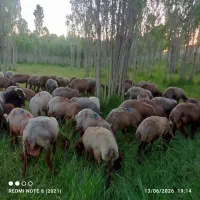 نیازمند یک نفر برای پیش گوسفند
