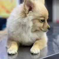 پامرین|سگ|شاهینشهر, شهرک گلدیس|دیوار