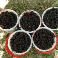 شاتوت تازه و رسیده
