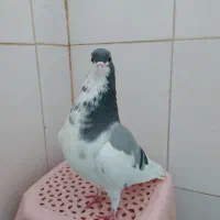 کفتر یال سبز