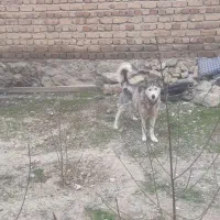 حیوان خانگی