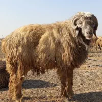 شیشک قوچ.شیشک میش|حیوانات مزرعه|مرودشت, رودبال|دیوار