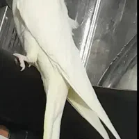 عروس هلندی|پرنده|قروه, |دیوار