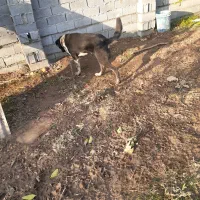 سگ سرابی|سگ|قائم‌شهر, |دیوار