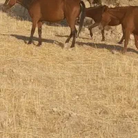 مادیان.قاطر.کره اسب.الاغ|حیوانات مزرعه|زرین آباد, |دیوار