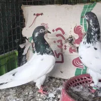کبوتر پاکستانی