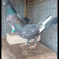 کبوتر تاپ جفت درجه یک