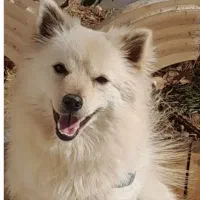 واگذاری سگ خانگی