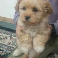 سگ پودل شیتزو