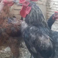 خروس