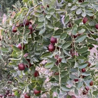 فروش نهال|گل و گیاه طبیعی|اراک, |دیوار