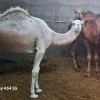 هاشی شتر سفید بافق