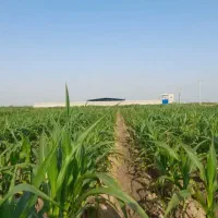 فروش ویا اجاره|اجارهٔ دفتر صنعتی، کشاورزی، تجاری|کرخه, |دیوار