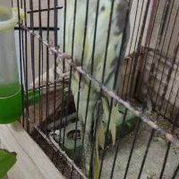 عروس هلندی|پرنده|هندیجان, |دیوار