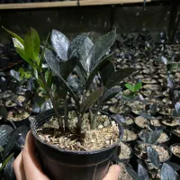 زاموفیلیا سوپر بلک