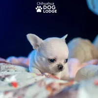 شیواوا موکوتاه اپل هد / شیهواهوا / چیهواهوا