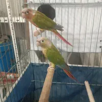 جفت گرینچیک|پرنده|بانه, |دیوار