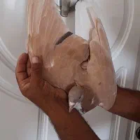 ساده کاکلی دم سفید ساده 7هفت رنگ
