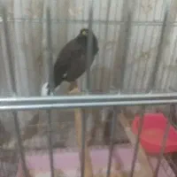 مرغ.مینا.سخنگو
