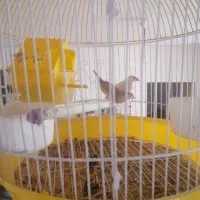 فنچ نرو ماده