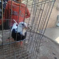 کبوتر طوقی|پرنده|هرند, |دیوار