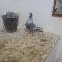 کفتر|پرنده|اسفراین, |دیوار