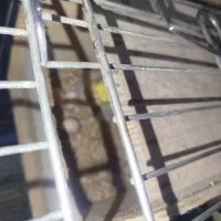 فروش طوطی عروس|پرنده|قائمشهر, |دیوار