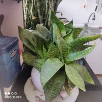 گل بدون نیاز به نور