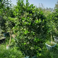 یاس هلندی قیچی خورده ریشه پرس قیمت مناسب