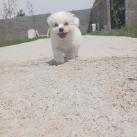 سگ مالتیپو نر