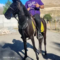 اسب مادیان مشکی ۳ ساله|اسب و تجهیزات اسب‌سواری|اردبیل, |دیوار