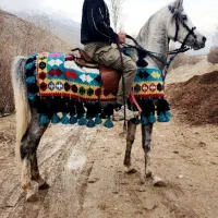 اسب عرب|اسب و تجهیزات اسب‌سواری|تهران, عباسی|دیوار