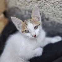 بچه گربه گم شده