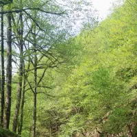 زمین باغی در روستای دره غول( نورآباد)