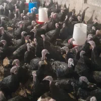 بوقلمون برنز|حیوانات مزرعه|اردبیل, |دیوار