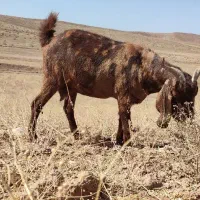 فروش 7عددشاه بز جوان آمریکایی اصل همه آبستن|حیوانات مزرعه|تربت جام, جامرود|دیوار