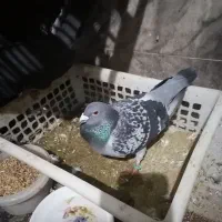 دوعددکفتر نژاددار