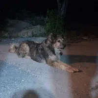 یک‌ جفت سگ خوب مخصوص نگهبانی عالی