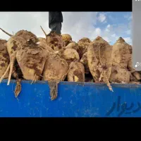 چقندر تمیز درجه یک  تحویل  دام داری