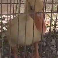 جوجه اردک سالم