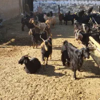 ۴۶راس گیسه بز کهره پازن|حیوانات مزرعه|مرودشت, تخت جمشید|دیوار