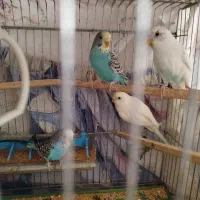 10عدد مرغ عشق